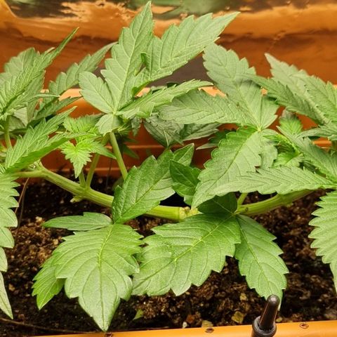 Do-Si-Dos Auto growlog timeline photo