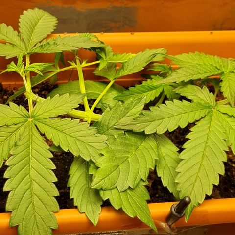 Do-Si-Dos Auto growlog timeline photo