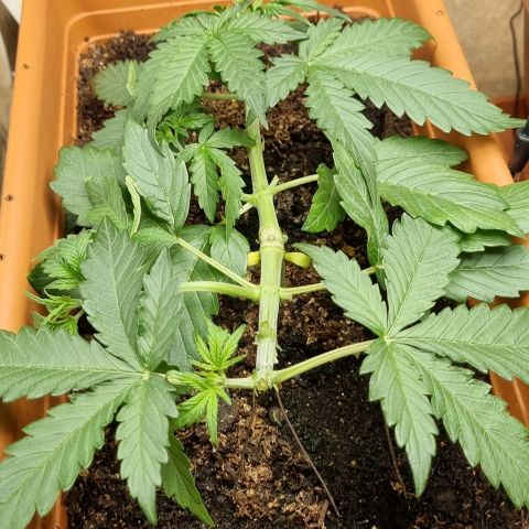 Do-Si-Dos Auto growlog timeline photo