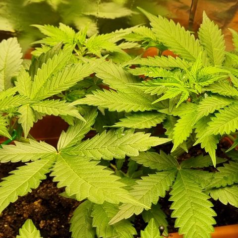 Do-Si-Dos Auto growlog timeline photo