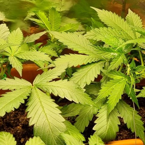 Do-Si-Dos Auto growlog timeline photo