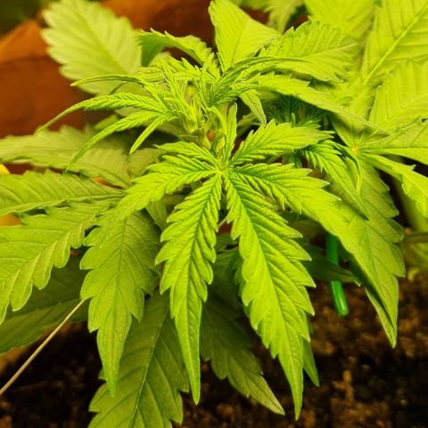 Do-Si-Dos Auto growlog timeline photo