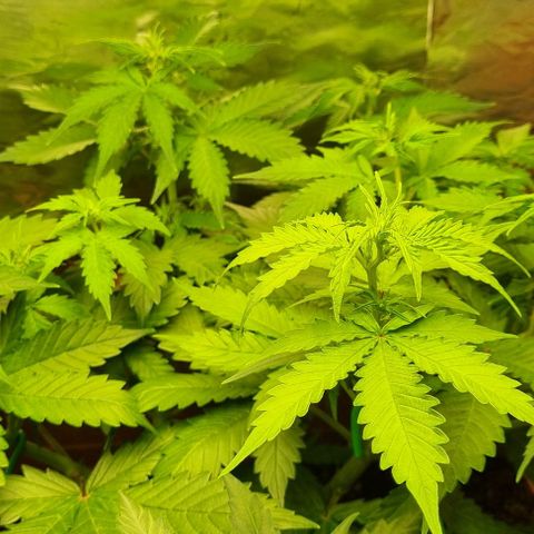 Do-Si-Dos Auto growlog timeline photo