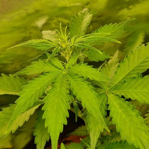 Do-Si-Dos Auto growlog timeline photo