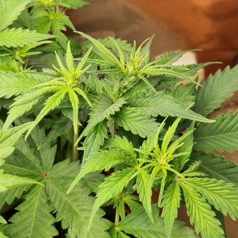 Do-Si-Dos Auto growlog timeline photo