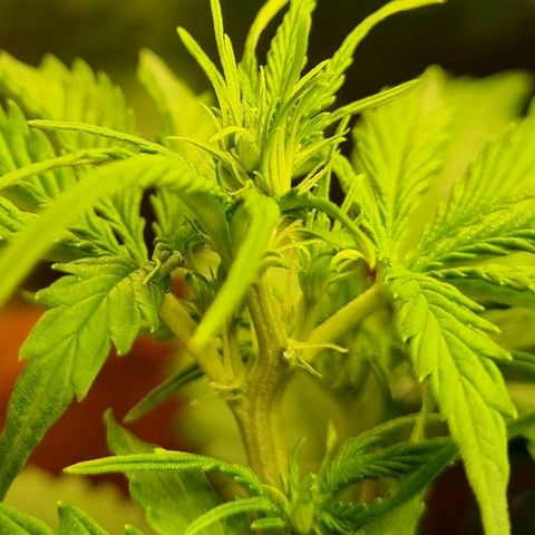 Do-Si-Dos Auto growlog timeline photo