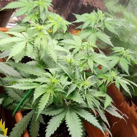 Do-Si-Dos Auto growlog timeline photo