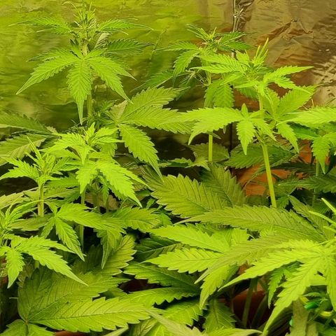 Do-Si-Dos Auto growlog photo: Spätes LST