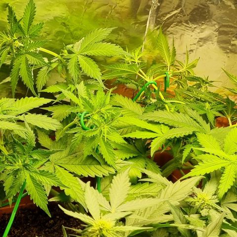 Do-Si-Dos Auto growlog photo: Spätes LST