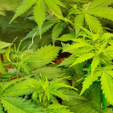 Do-Si-Dos Auto growlog timeline photo