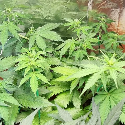 Do-Si-Dos Auto growlog timeline photo