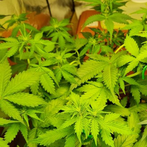 Do-Si-Dos Auto growlog timeline photo