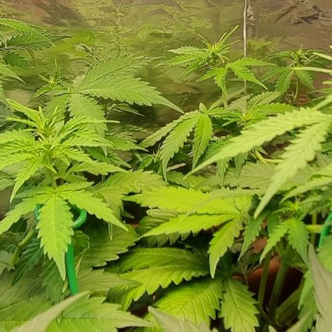 Do-Si-Dos Auto growlog timeline photo