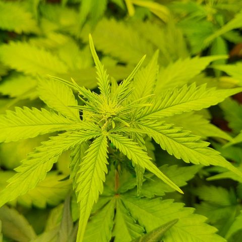 Do-Si-Dos Auto growlog timeline photo