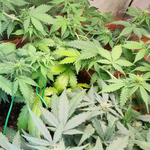Do-Si-Dos Auto growlog photo: Stickstoff Mängel?? 
Gießen erhöht m + a