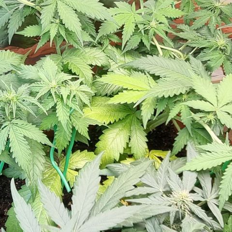 Do-Si-Dos Auto growlog photo: Stickstoff Mängel?? 
Gießen erhöht m + a