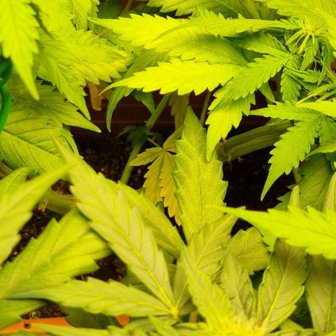 Do-Si-Dos Auto growlog photo: Weiterhin Stickstoff Mangel!
Dünger gewechselt