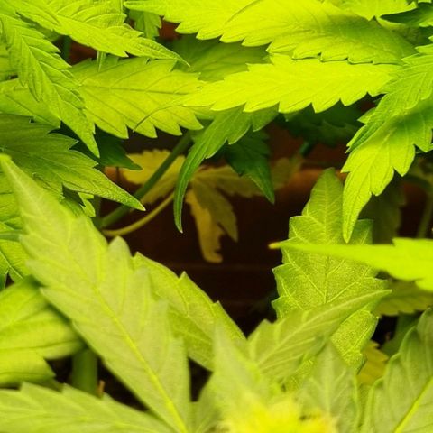 Do-Si-Dos Auto growlog photo: Weiterhin Stickstoff Mangel!
Dünger gewechselt
