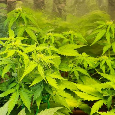 Do-Si-Dos Auto growlog photo: Stickstoff evtl. Stabilisiert 