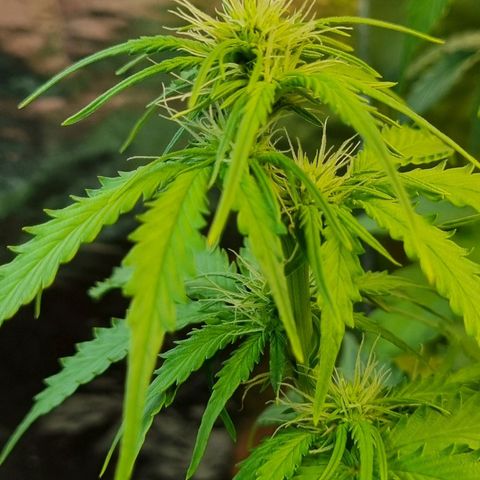 Do-Si-Dos Auto growlog photo: Stickstoff evtl. Stabilisiert 