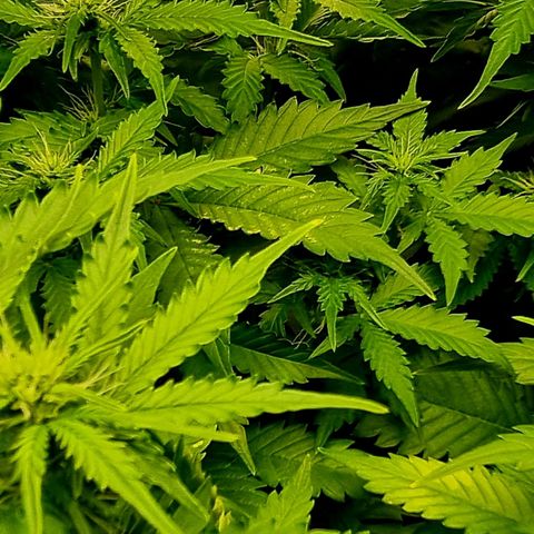 Do-Si-Dos Auto growlog photo: Weiterhin stickstoffmangel, aber wegen hoher Luftfeuchtigkeit und Boden ist feucht, heute nicht geplant zu gießen. Heute neue Symptome festgestellt: gelbe Flecken auf zwei Blätter! Andere gelbfärbung, als bei stickstoffmangel!