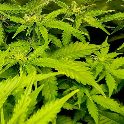 Do-Si-Dos Auto growlog photo: Weiterhin stickstoffmangel, aber wegen hoher Luftfeuchtigkeit und Boden ist feucht, heute nicht geplant zu gießen. Heute neue Symptome festgestellt: gelbe Flecken auf zwei Blätter! Andere gelbfärbung, als bei stickstoffmangel!