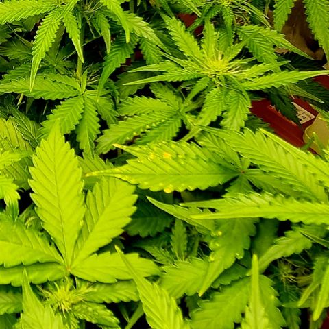 Do-Si-Dos Auto growlog photo: Weiterhin stickstoffmangel, aber wegen hoher Luftfeuchtigkeit und Boden ist feucht, heute nicht geplant zu gießen. Heute neue Symptome festgestellt: gelbe Flecken auf zwei Blätter! Andere gelbfärbung, als bei stickstoffmangel!