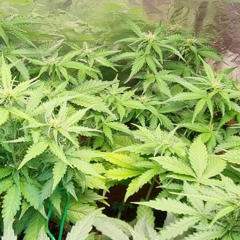 Do-Si-Dos Auto growlog photo: Weiterhin stickstoffmangel, aber wegen hoher Luftfeuchtigkeit und Boden ist feucht, heute nicht geplant zu gießen. Heute neue Symptome festgestellt: gelbe Flecken auf zwei Blätter! Andere gelbfärbung, als bei stickstoffmangel!