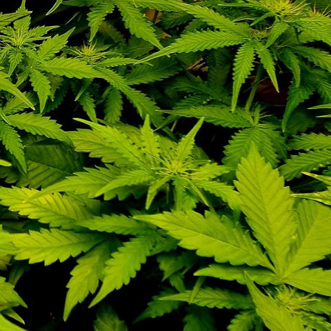Do-Si-Dos Auto growlog photo: Weiterhin stickstoffmangel, aber wegen hoher Luftfeuchtigkeit und Boden ist feucht, heute nicht geplant zu gießen. Heute neue Symptome festgestellt: gelbe Flecken auf zwei Blätter! Andere gelbfärbung, als bei stickstoffmangel!