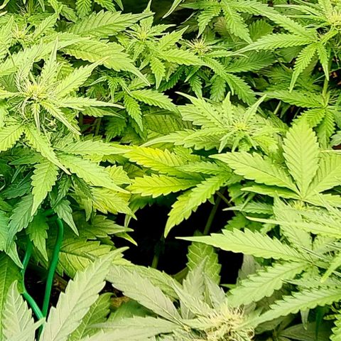 Do-Si-Dos Auto growlog photo: Weiterhin stickstoffmangel, aber wegen hoher Luftfeuchtigkeit und Boden ist feucht, heute nicht geplant zu gießen. Heute neue Symptome festgestellt: gelbe Flecken auf zwei Blätter! Andere gelbfärbung, als bei stickstoffmangel!
