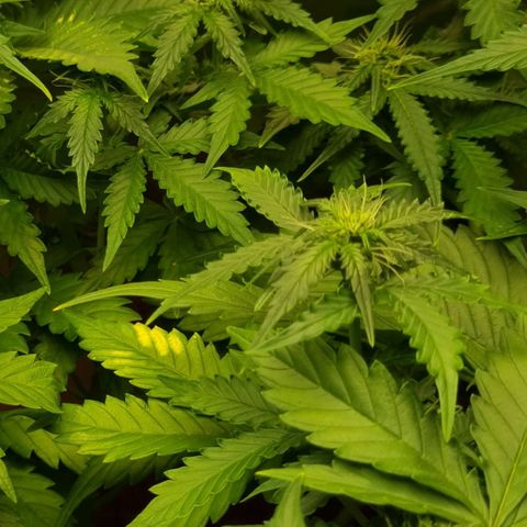 Do-Si-Dos Auto growlog photo: Bessert sich wieder
