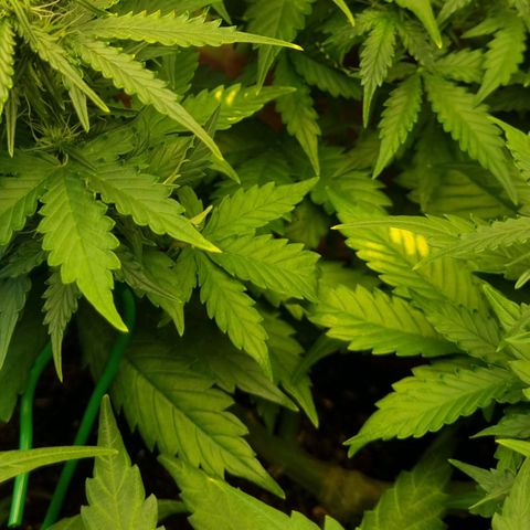 Do-Si-Dos Auto growlog photo: Bessert sich wieder
