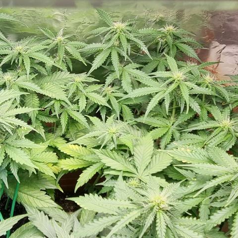 Do-Si-Dos Auto growlog photo: Bessert sich wieder