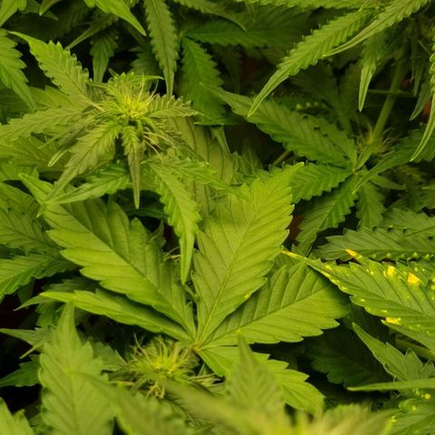 Do-Si-Dos Auto growlog photo: Bessert sich wieder