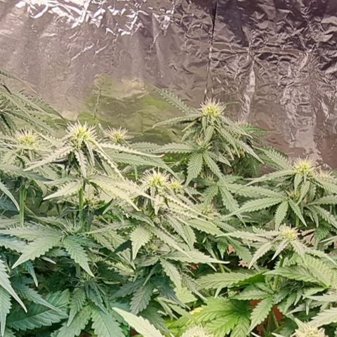 Do-Si-Dos Auto growlog timeline photo