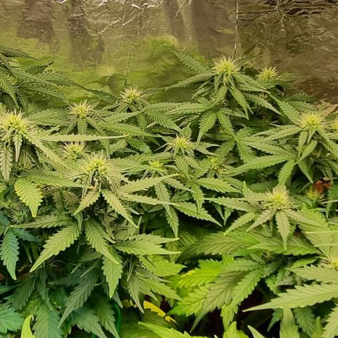 Do-Si-Dos Auto growlog timeline photo