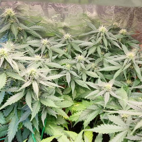 Do-Si-Dos Auto growlog timeline photo