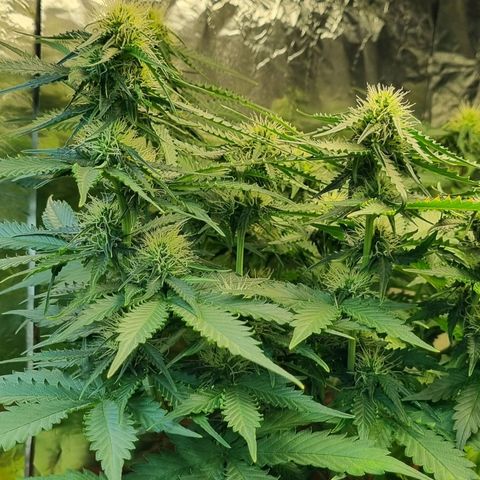 Do-Si-Dos Auto growlog timeline photo