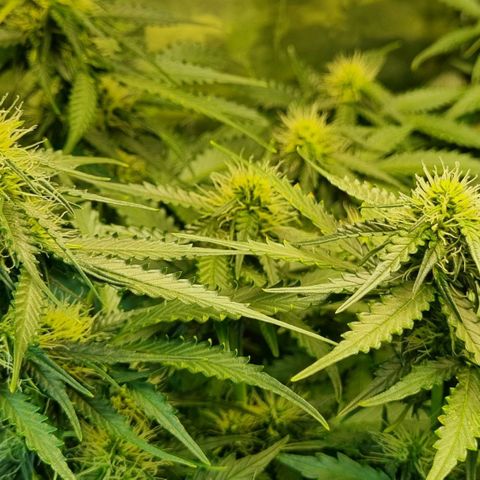 Do-Si-Dos Auto growlog timeline photo