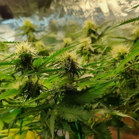 Do-Si-Dos Auto growlog timeline photo