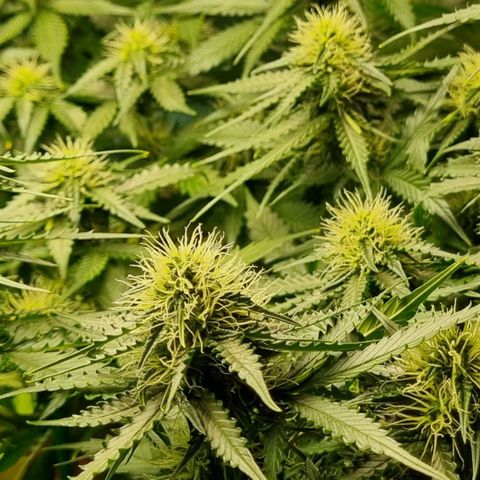 Do-Si-Dos Auto growlog timeline photo
