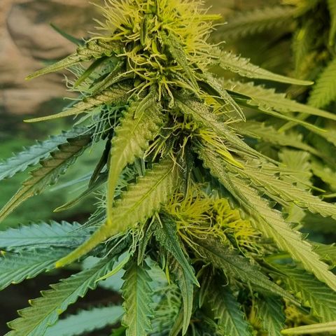 Do-Si-Dos Auto growlog timeline photo