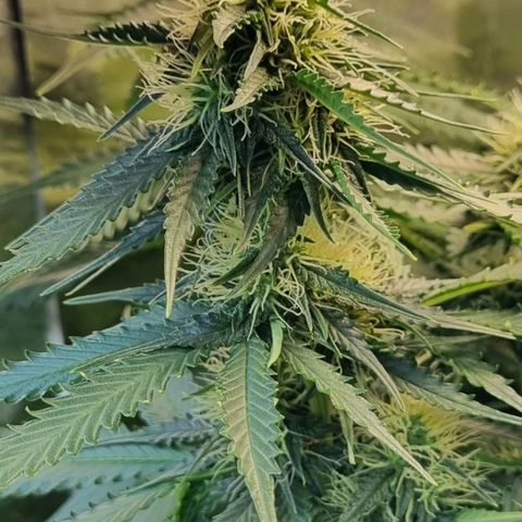 Do-Si-Dos Auto growlog timeline photo