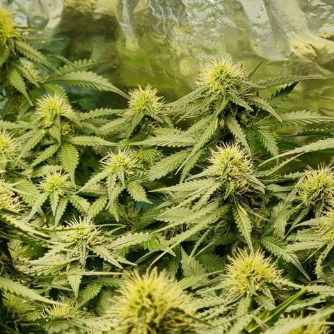 Do-Si-Dos Auto growlog timeline photo