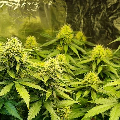 Do-Si-Dos Auto growlog timeline photo