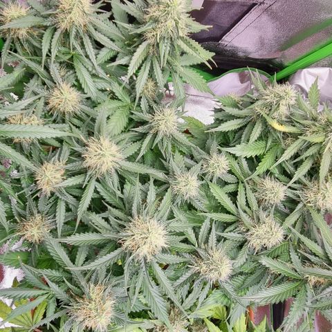 Do-Si-Dos Auto growlog photo: Umzug ins zelt