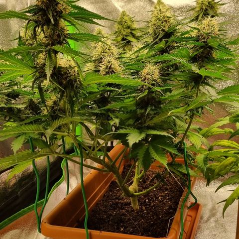 Do-Si-Dos Auto growlog photo: Umzug ins zelt