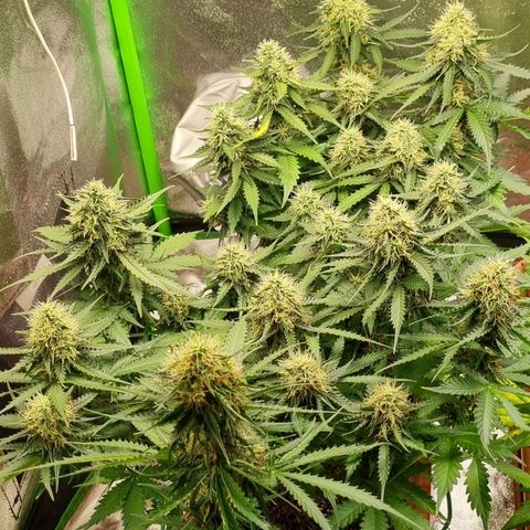 Do-Si-Dos Auto growlog photo: Umzug ins zelt