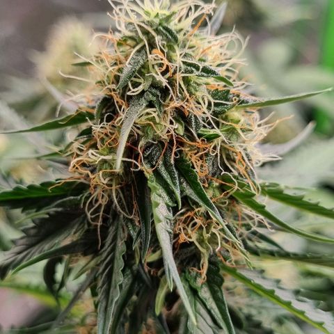 Do-Si-Dos Auto growlog photo: Umzug ins zelt