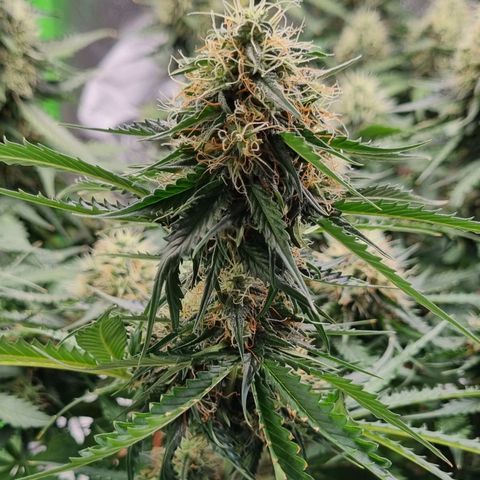 Do-Si-Dos Auto growlog photo: Umzug ins zelt